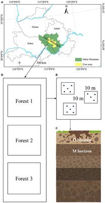 Fungal Community Composition and Diversity Vary With Soil Horizons in a Subtropical Forest